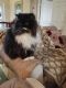 Persian Cats for sale in Port St. Lucie, FL, USA. price: $450