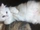 Persian Cats for sale in Cleveland, OH, USA. price: $500