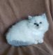 Persian Cats for sale in Las Vegas, NV, USA. price: $500
