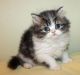 Persian Cats for sale in Las Vegas, NV 89107, USA. price: $500