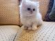 Persian Cats for sale in Cleveland, OH, USA. price: $500