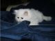 Persian Cats for sale in Charlotte, NC, USA. price: NA