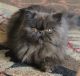 Persian Cats for sale in Harrison, AR 72601, USA. price: NA