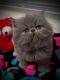 Persian Cats for sale in Apache Junction, AZ, USA. price: $900