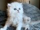 Persian Cats for sale in Manchester, NH 03104, USA. price: NA