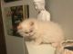 Persian Cats for sale in Austin, TX 78723, USA. price: NA