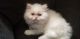 Persian Cats for sale in Seattle, WA 98168, USA. price: $500