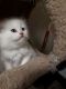 Persian Cats for sale in Anaheim, CA 92806, USA. price: NA