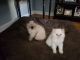 Persian Cats for sale in Tulsa, OK 74136, USA. price: $500