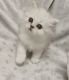 Persian Cats for sale in Grand Forks, ND 58207, USA. price: NA