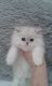 Persian Cats for sale in Rochester, NY 14649, USA. price: $500
