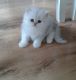 Persian Cats for sale in Honolulu, HI 96824, USA. price: $500