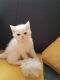 Persian Cats for sale in Houston, TX, USA. price: $500