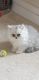 Persian Cats for sale in Detroit, MI, USA. price: NA