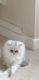 Persian Cats for sale in Chicago, IL, USA. price: $500