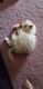 Persian Cats for sale in Beverly Hills, CA 90210, USA. price: NA