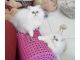 Persian Cats for sale in Lake Carolyn Pkwy, Irving, TX 75039, USA. price: $500