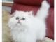 Persian Cats for sale in Miami, FL 33155, USA. price: $500