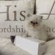 Persian Cats for sale in Charlotte, NC, USA. price: $225