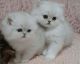 Persian Cats for sale in New Caney, TX 77357, USA. price: NA