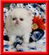 Persian Cats for sale in Apache Junction, AZ, USA. price: NA