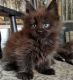 Persian Cats for sale in Miami, FL 33155, USA. price: $500