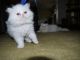 Persian Cats for sale in Denver, CO 80229, USA. price: $500