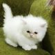 Persian Cats for sale in Fresno, CA 93720, USA. price: NA