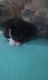 Persian Cats for sale in Davenport, IA, USA. price: NA