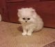 Persian Cats for sale in West Hartford, CT, USA. price: NA