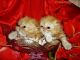 Persian Cats for sale in Waxhaw, NC 28173, USA. price: $1,200