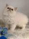 Persian Cats for sale in Ann Arbor, MI, USA. price: NA