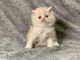 Persian Cats for sale in Phoenix, AZ, USA. price: $500