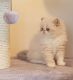 Persian Cats for sale in Kansas City, MO, USA. price: $500