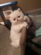 Persian Cats for sale in Fargo, ND, USA. price: NA