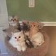 Persian Cats for sale in Richmond, VA, USA. price: $500