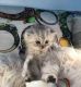 Persian Cats for sale in Philadelphia, PA, USA. price: $500