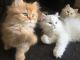 Persian Cats for sale in Sioux Falls, SD, USA. price: $500
