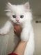 Persian Cats for sale in Jackson, MS, USA. price: NA