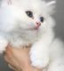 Persian Cats for sale in Tulsa, OK, USA. price: $500