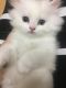 Persian Cats for sale in Little Rock, AR, USA. price: $500