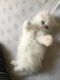 Persian Cats for sale in Portland, ME, USA. price: $500