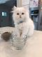Persian Cats for sale in Providence, RI, USA. price: $500