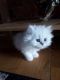 Persian Cats for sale in Alaska State Capitol, Juneau, AK 99801, USA. price: $500