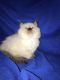 Persian Cats for sale in Galt, CA, USA. price: $900