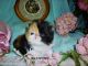 Persian Cats for sale in Waxhaw, NC 28173, USA. price: NA