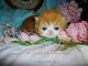 Persian Cats for sale in Waxhaw, NC 28173, USA. price: $1,500