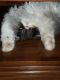 Persian Cats for sale in Forney, TX 75126, USA. price: NA