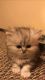 Persian Cats for sale in Tacoma, WA 98409, USA. price: $600