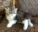 Persian Cats for sale in Phoenix, AZ, USA. price: $1,000